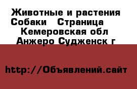 Животные и растения Собаки - Страница 10 . Кемеровская обл.,Анжеро-Судженск г.